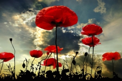 Coquelicot