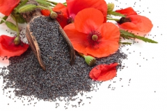 Coquelicot