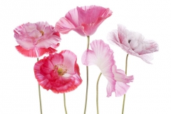Coquelicot