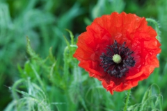 Coquelicot