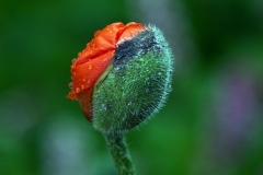 Coquelicot
