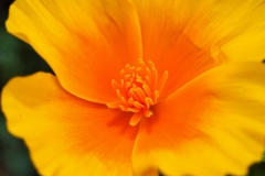 Coquelicot