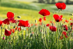 Coquelicot