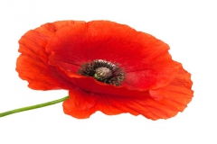 Coquelicot