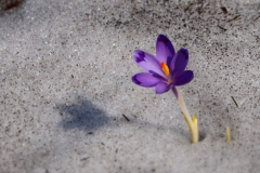 Crocus