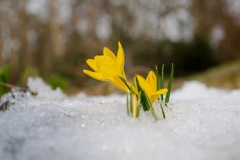 Crocus