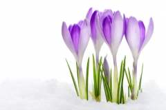 Crocus