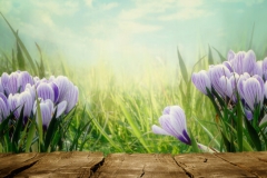 Crocus