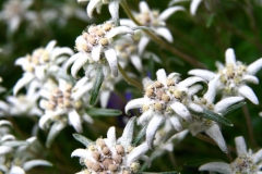 Edelweiss
