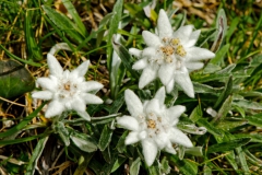 Edelweiss