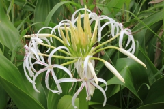 Fleur de Lys