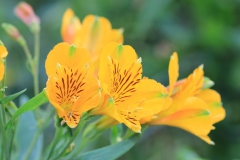 Fleur de Lys