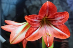 Fleur de Lys