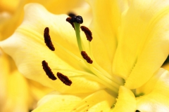 Fleur de Lys