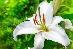 Fleur de Lys