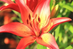 Fleur de Lys
