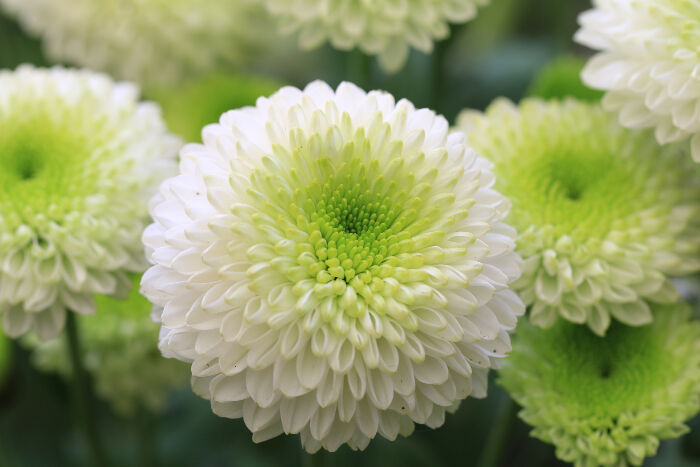 Fleurs Blanches