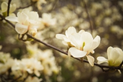 Fleurs Blanches