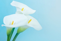 Fleurs Blanches