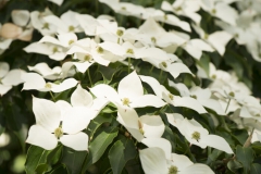Fleurs Blanches