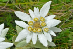 Fleurs Blanches