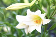 Fleurs Blanches