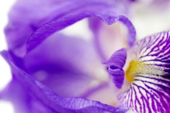 Fleurs de l'Amitie