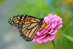 Fleurs de l'Amitie