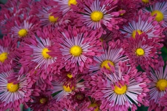 Aster