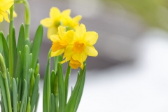 Daffodil