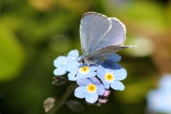 Forget Me Not