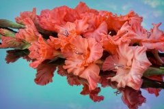 Gladiolus
