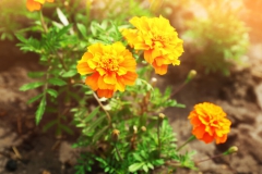 Marigold