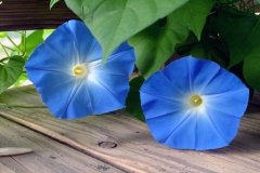 Morning Glory