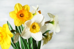 Narcisse