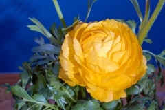 Fleurs Jaunes