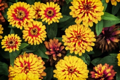 Fleurs Jaunes