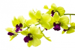 Fleurs Jaunes