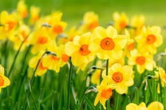 Fleurs Jaunes
