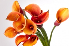 Fleurs pour le Fête des Mères