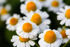 Fleurs pour le Fête des Mères