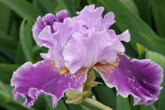 Fleurs pour le Fête des Mères