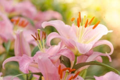 Fleurs pour le Fête des Mères