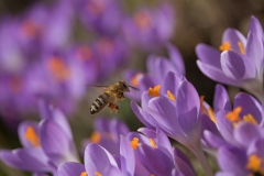 Fleurs Violettes