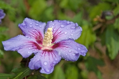 Fleurs Violettes