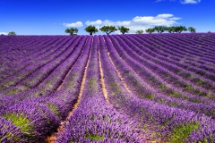 Fleurs Violettes