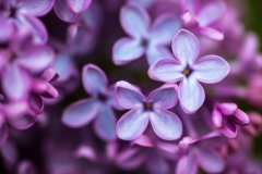 Fleurs Violettes