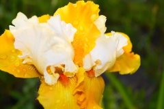 Iris