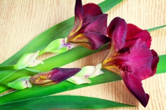 Iris