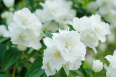 Jasmin